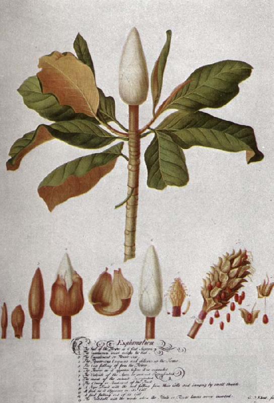 unknow artist Magnolia Altissima oil painting picture